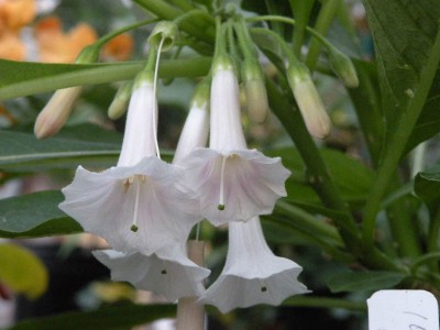 Iochroma australe white - medium image 1