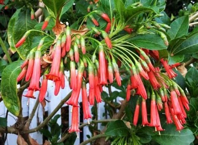 Iochroma fuchsioides - medium image 1