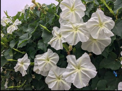 Ipomoea alba - medium image 1