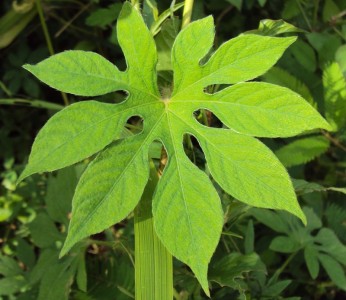 Ipomoea pes-tigridis - medium image 1