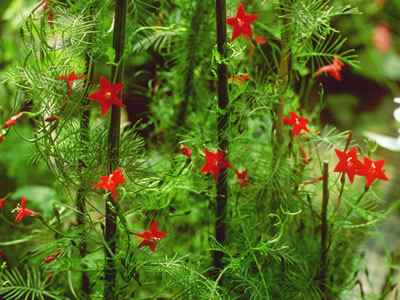 Ipomoea quamoclit - medium image 1