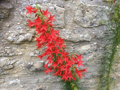 Ipomopsis rubra - medium image 1