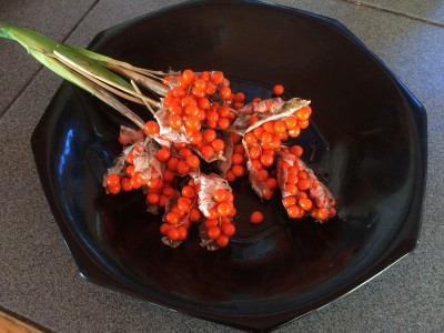 Iris foetidissima AGM - medium image 1
