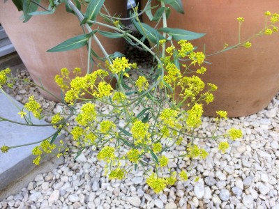 Isatis tinctoria - medium image 1