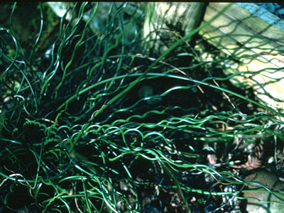 Juncus effusus 'Spiralis' - medium image 1