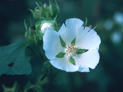 Kitaibelia vitifolia - medium image 1