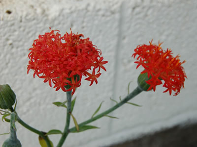 Kleinia grantii - medium image 1