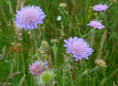 Knautia arvensis - medium image 1