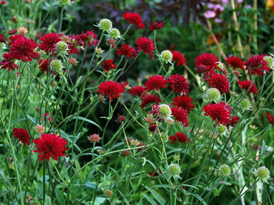 Knautia macedonica - medium image 1