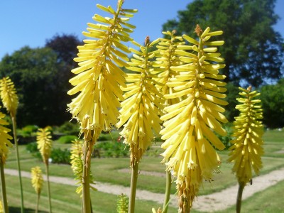 Kniphofia citrina - medium image 1
