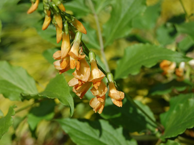 Lathyrus aureus - medium image 1