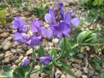 Lathyrus nervosus - medium image 1