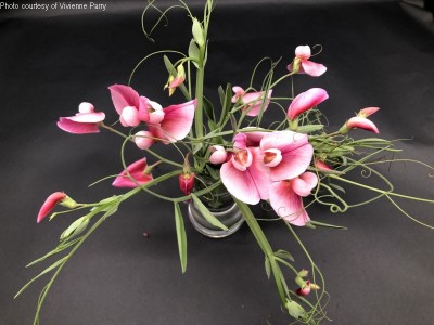 Lathyrus tingitanus 'Roseus' - medium image 1