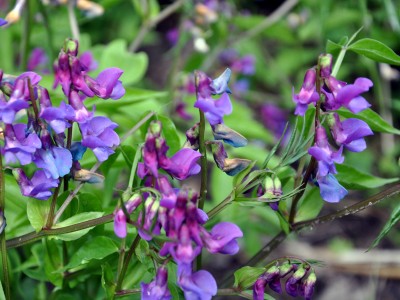 Lathyrus vernus - medium image 1
