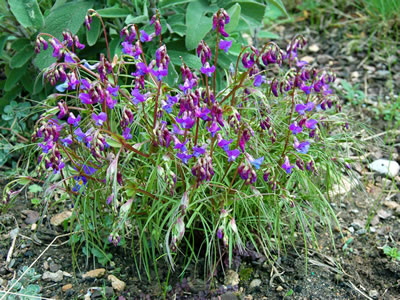Lathyrus vernus filicifolius - medium image 1