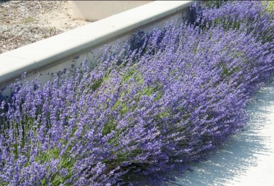 Lavandula 'Hidcote' - medium image 1
