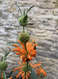 Leonotis leonurus - medium image 1