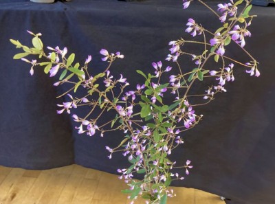Lespedeza bicolor - medium image 1