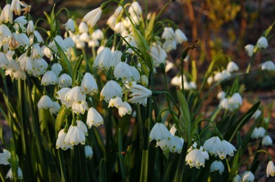 Leucojum 'Gravetye Giant' AGM - medium image 1