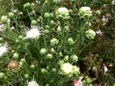 Liatris scariosa 'Alba' - medium image 1