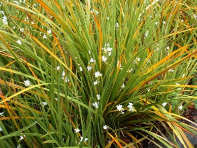 Libertia ixioides - medium image 1