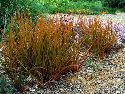 Libertia peregrinans - medium image 1