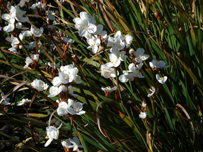 Libertia procera - medium image 1