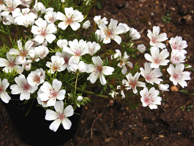 Limnanthes douglasii rosea - medium image 1