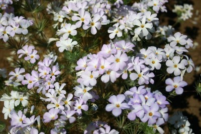 Linanthus grandiflorus - medium image 1