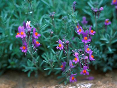 Linaria alpina - medium image 1