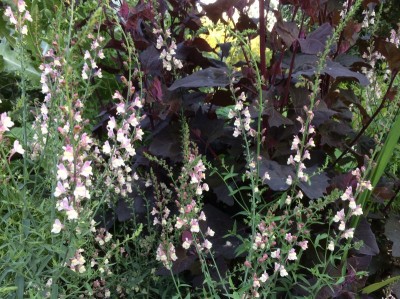 Linaria 'Peachy' - medium image 1