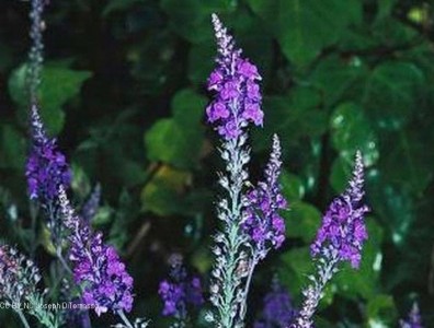 Linaria purpurea - medium image 1