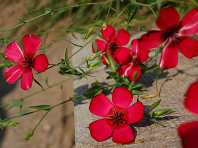 Linum grandiflorum 'Rubrum' - medium image 1
