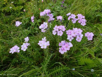 Linum hypericifolium - medium image 1