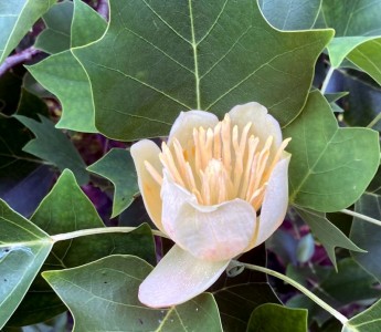 Liriodendon tulipifera - medium image 1