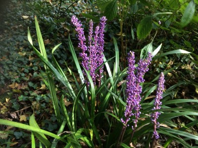Liriope muscari AGM - medium image 1
