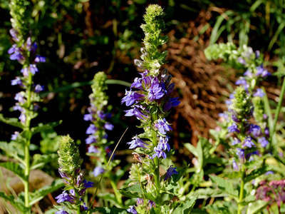 Lobelia siphilitica - medium image 1