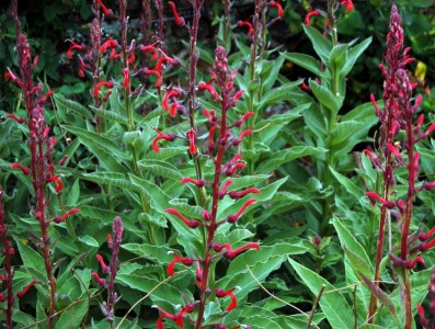 Lobelia tupa - medium image 1