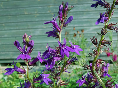 Lobelia x speciosa 'Vedrariensis' - medium image 1
