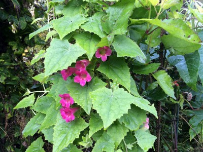 Lophospermum erubescens AGM - medium image 1
