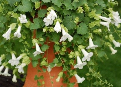 Lophospermum erubescens 'Album' AGM - medium image 1