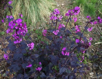 Lunaria annua 'Chedglow' - medium image 1