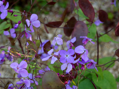 Lunaria annua 'Corfu Blue' - medium image 1