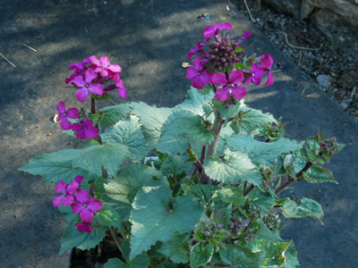 Lunaria annua 'Munstead Purple' - medium image 1