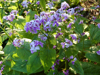 Lunaria rediviva - medium image 1