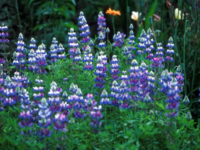 Lupinus texensis - medium image 1