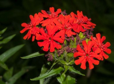Lychnis chalcedonica - medium image 1