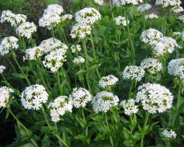 Lychnis chalcedonica 'Alba' - medium image 1