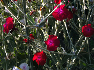 Lychnis coronaria 'Blood Red' - medium image 1
