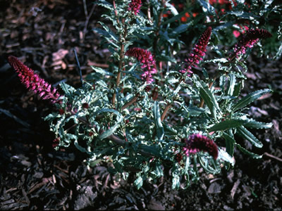 Lysimachia atropurpurea - medium image 1